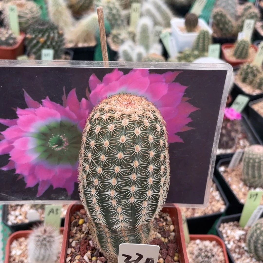 鹿角柱实生仙人球三光