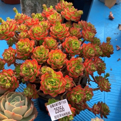 临**涛迪亚25056多肉