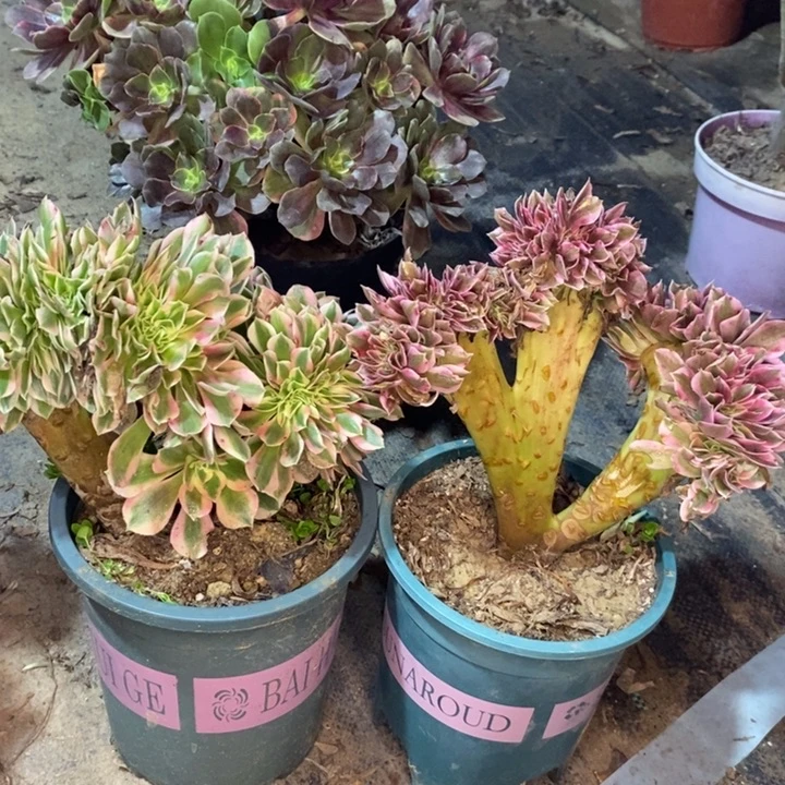 两颗多肉植物54。