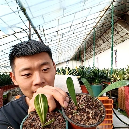 @【酒半醉】180两盆血系