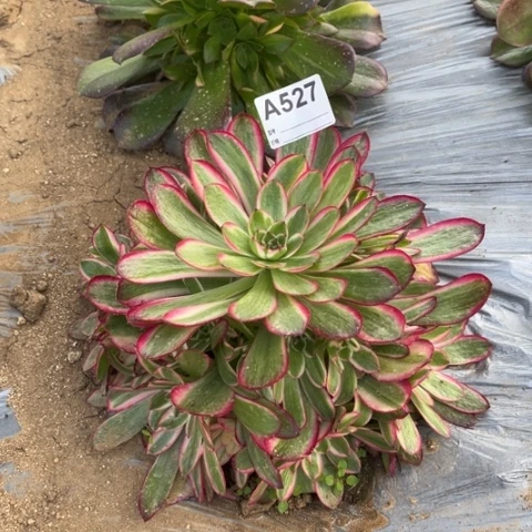 多肉植物倾城变异