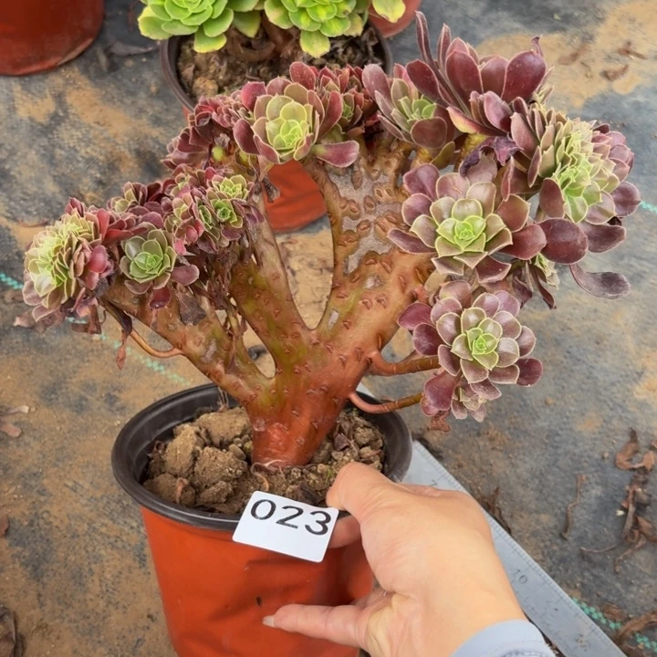 欧紫缀多肉植物不包损023