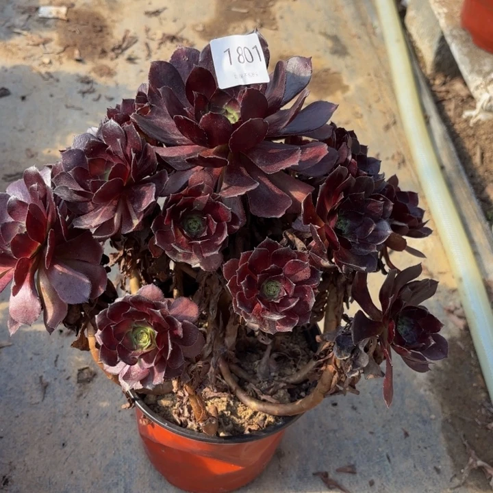 黑美人多肉处理不包断头1801