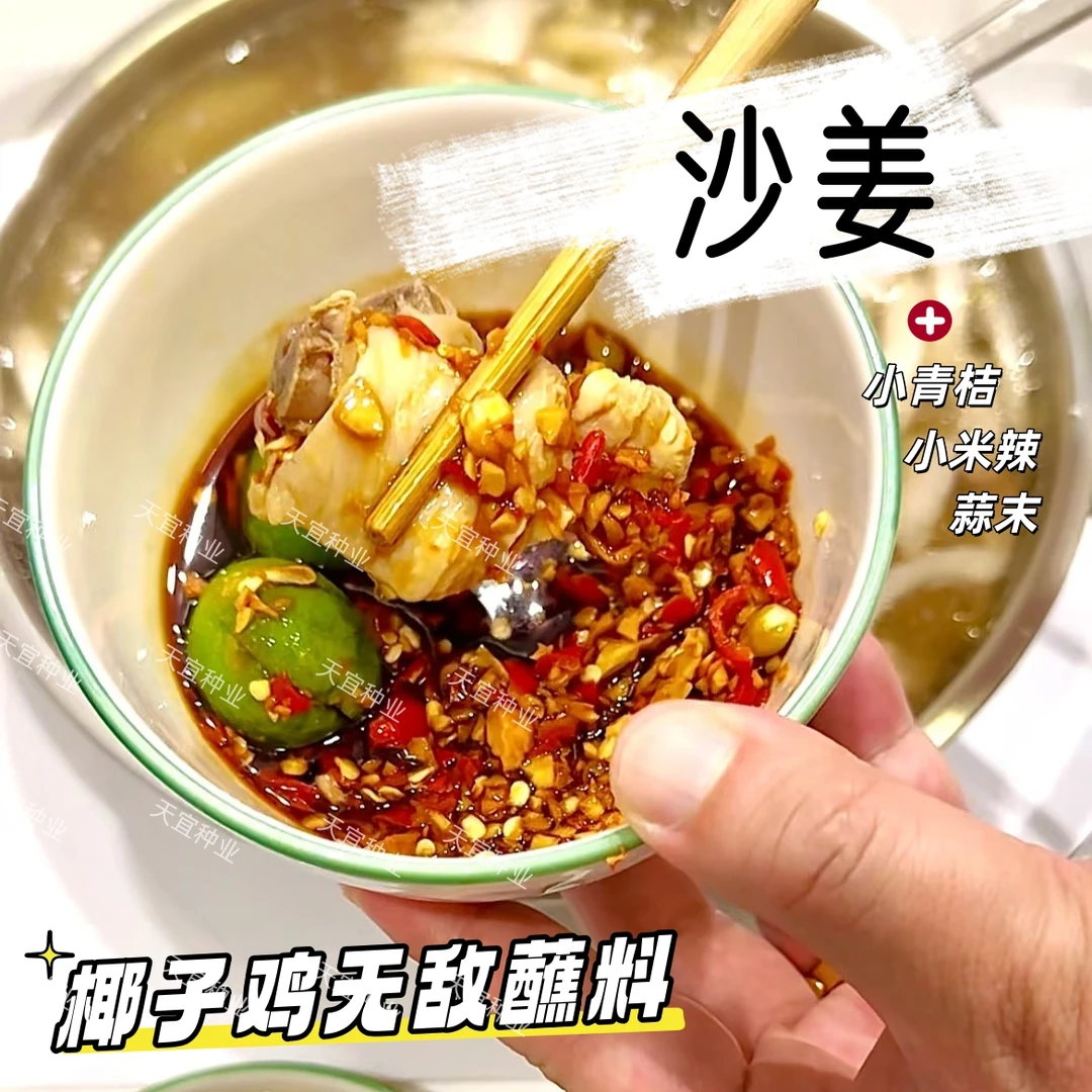 【正宗双滘沙姜】阳春新鲜现挖沙姜特产山奈椰子鸡白切鸡调味香料