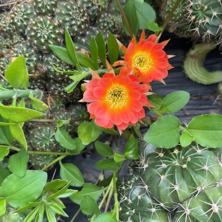 丽花仙人球仙人掌9