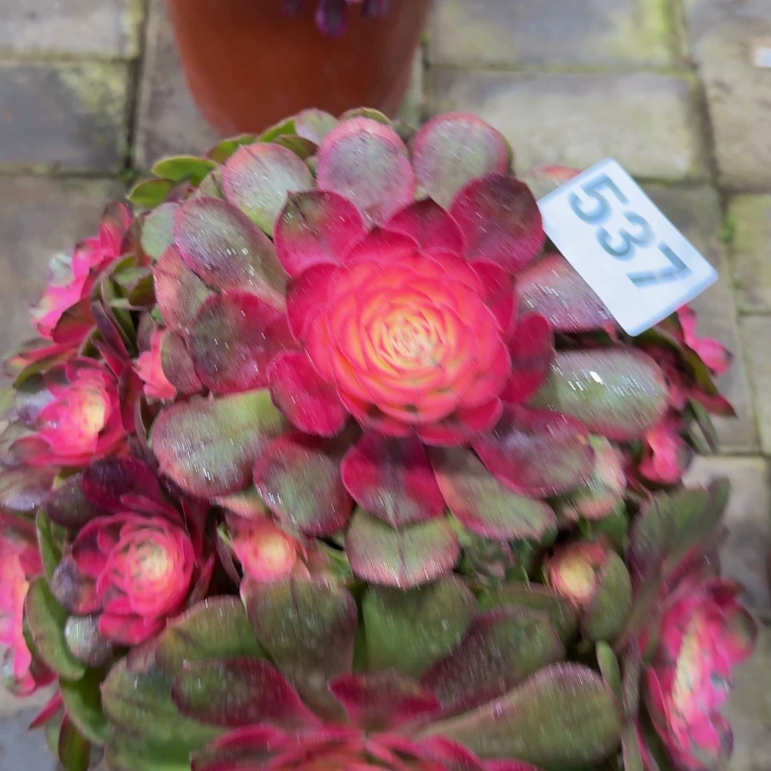 多肉植物537荔枝 法师