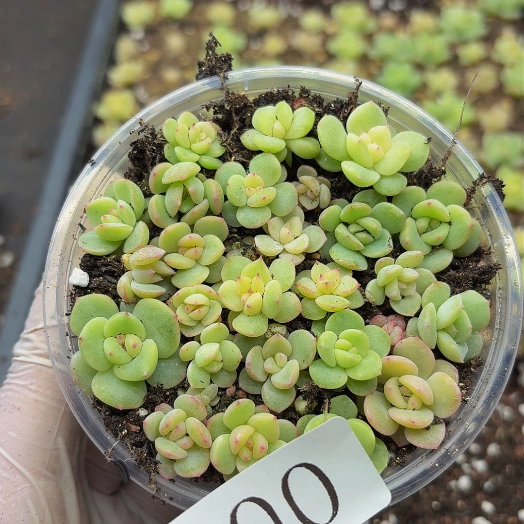 多肉植物多肉植物800