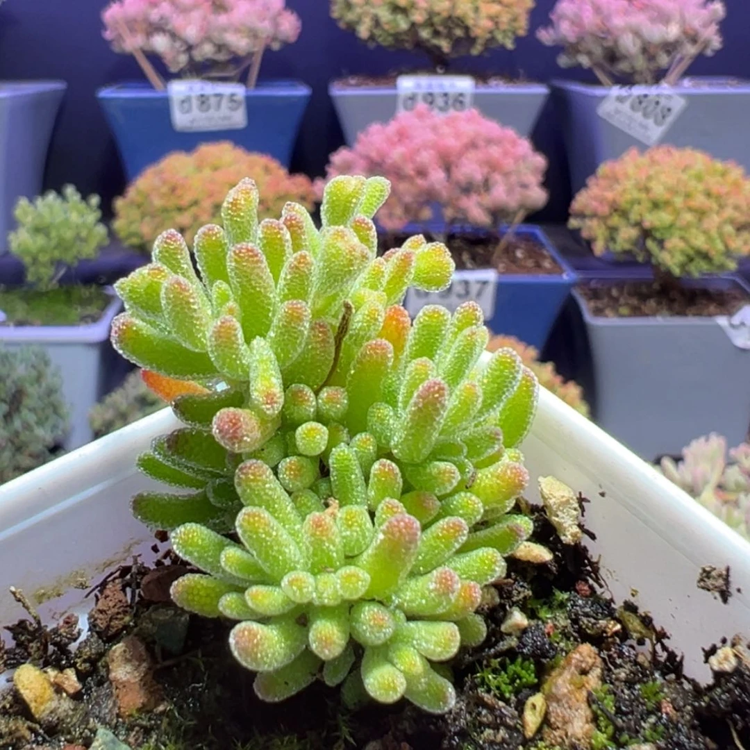 【闪购商品】d960小冰川枝干番杏