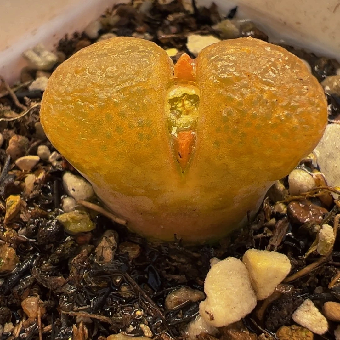 3652多肉植物种类多样