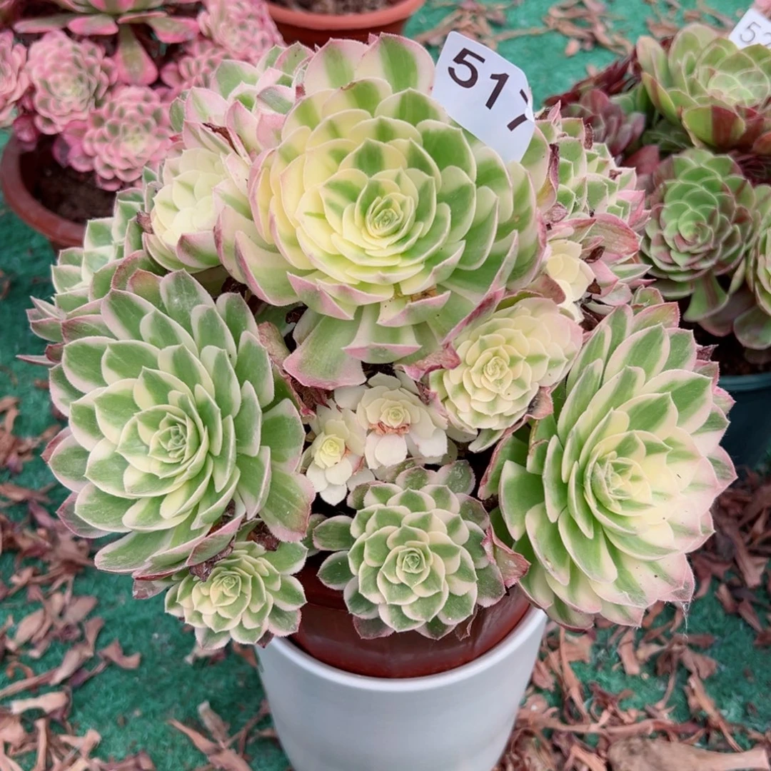 517海仙法师多肉植物