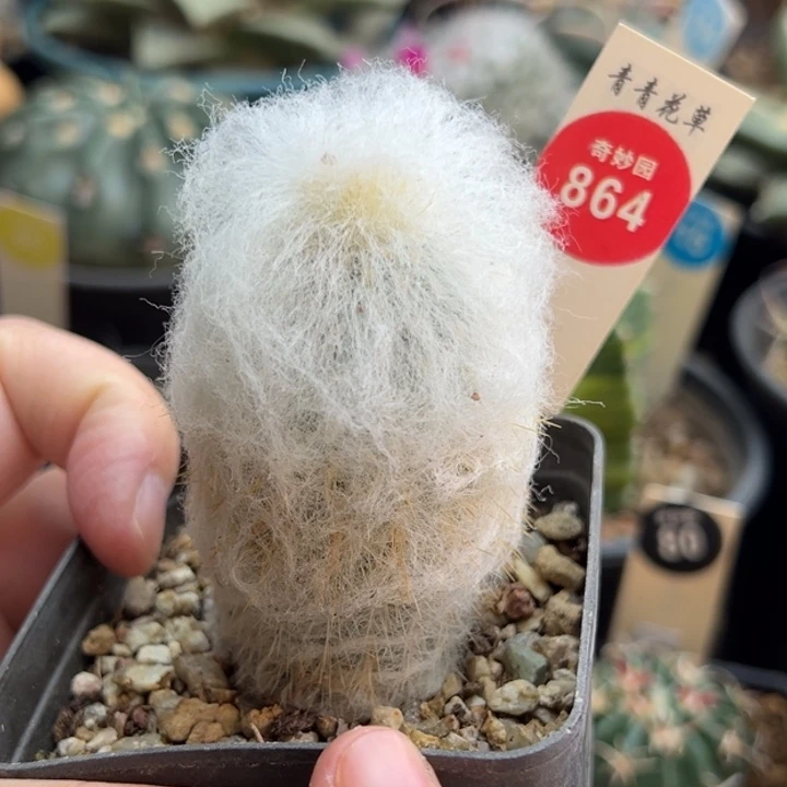 实生浓毛老乐柱一棵仙人球