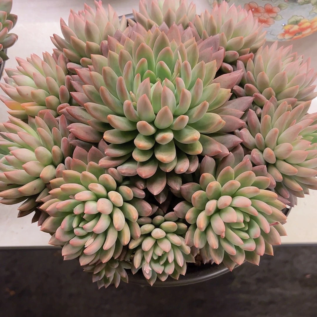 琉璃美人1111111111111