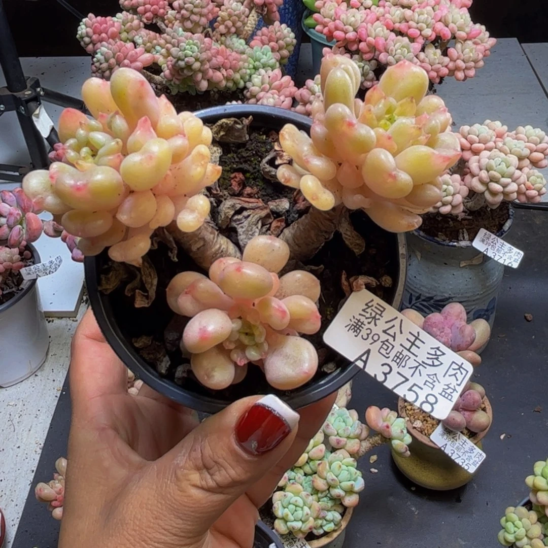 比尔盖茨3758/8cm多肉