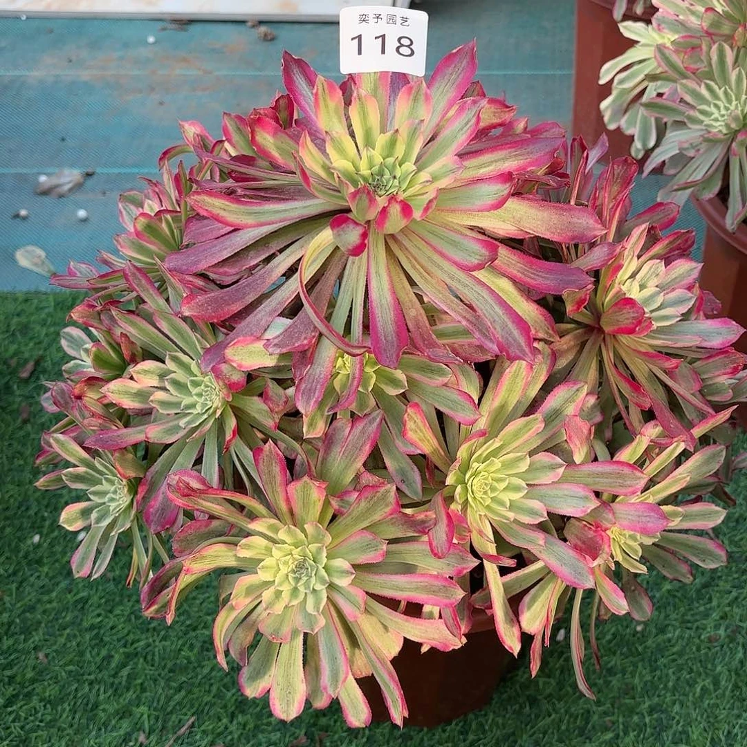 多肉法师紫薇118