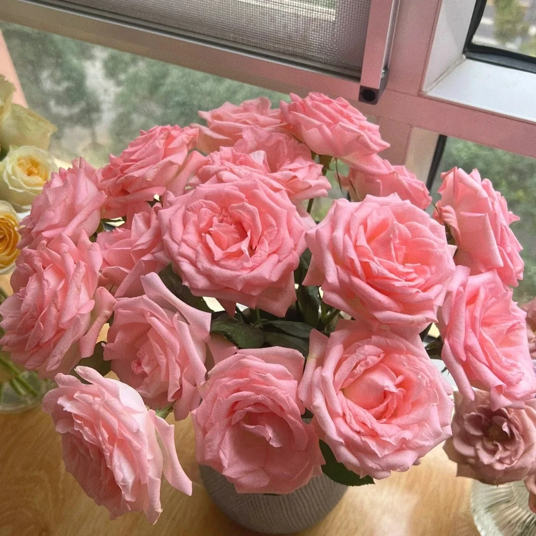 单玫-戴安娜-1扎/10枝（50-60cm)【两单升级走顺丰】