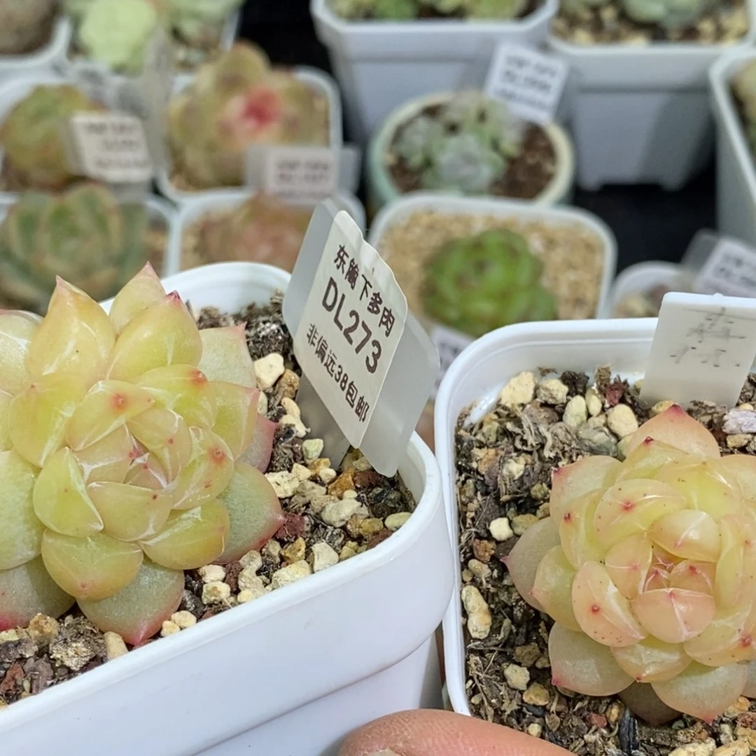 273东篱下多肉植物盆栽