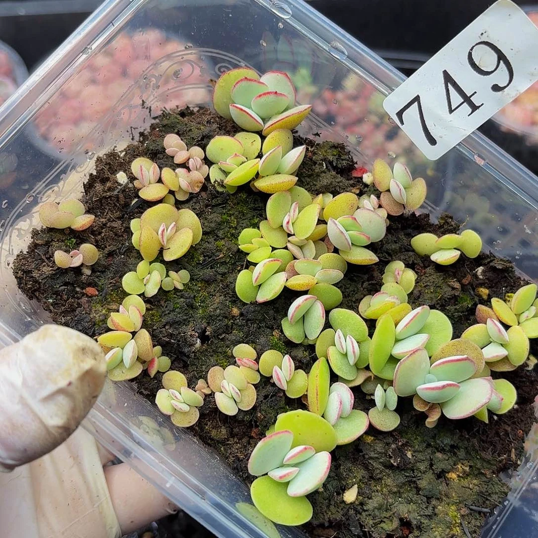 多肉植物多肉植物749