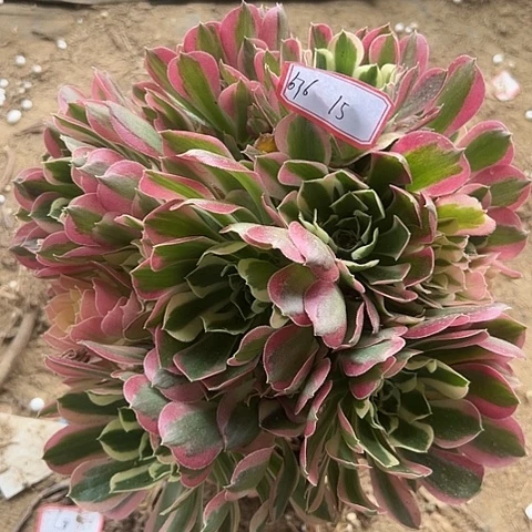 多肉植物雨花石676