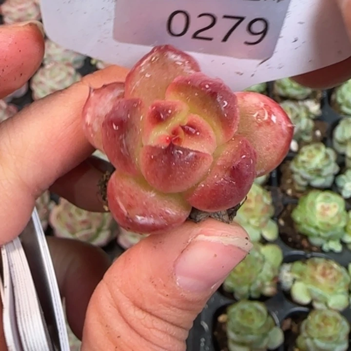 279号  哈尼粉色   优选