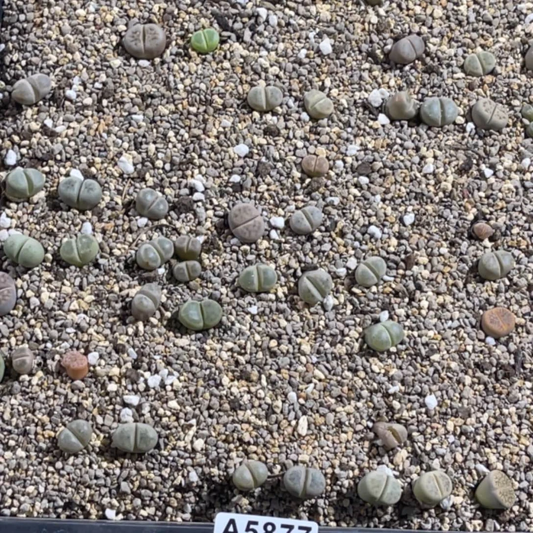 陈***希5877福利筐1不售后