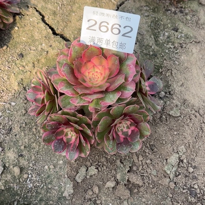 2662荔枝的人多肉的