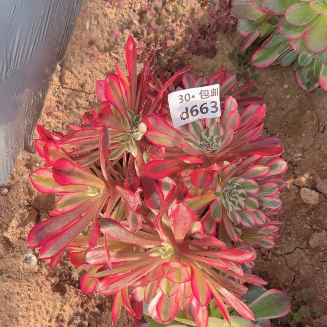 663 红铜多肉法师