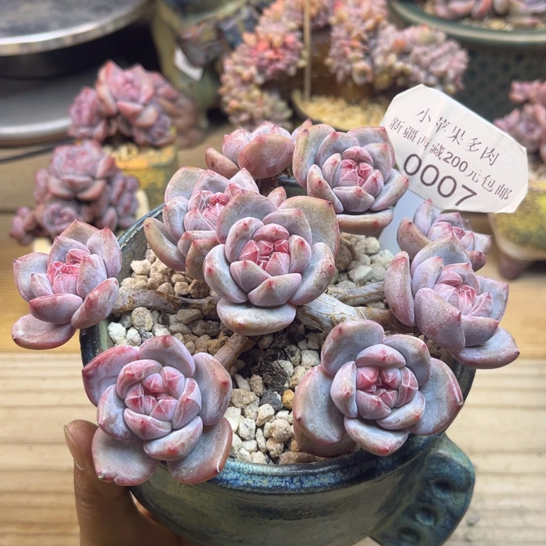 紫皮紫心007/14cm9头