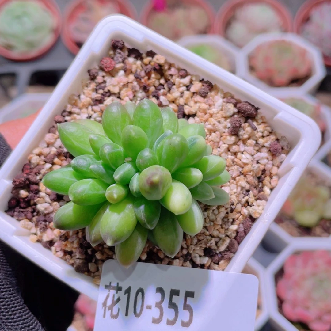 花利美10-355千代田之松缀化