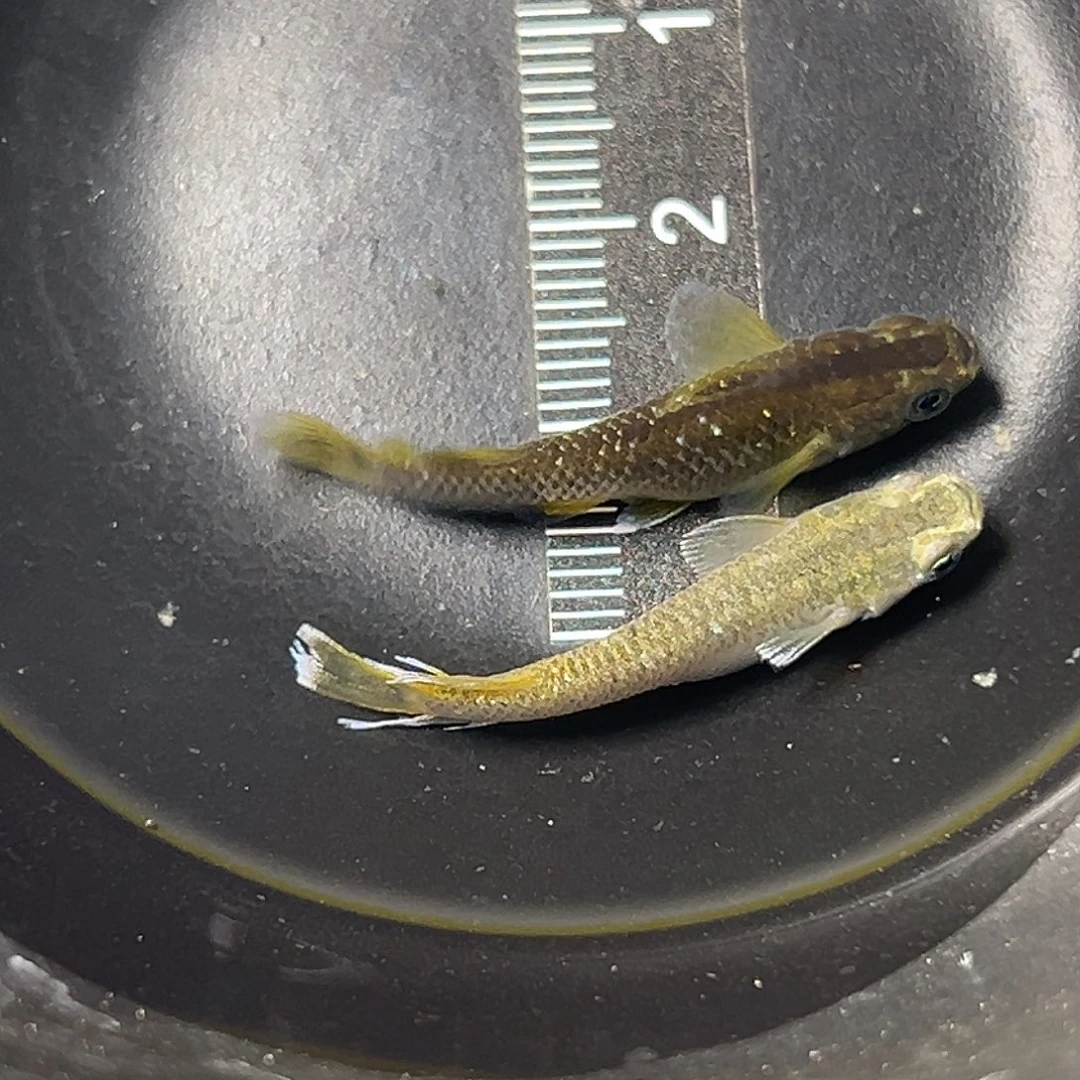 海水奶酪一组23号