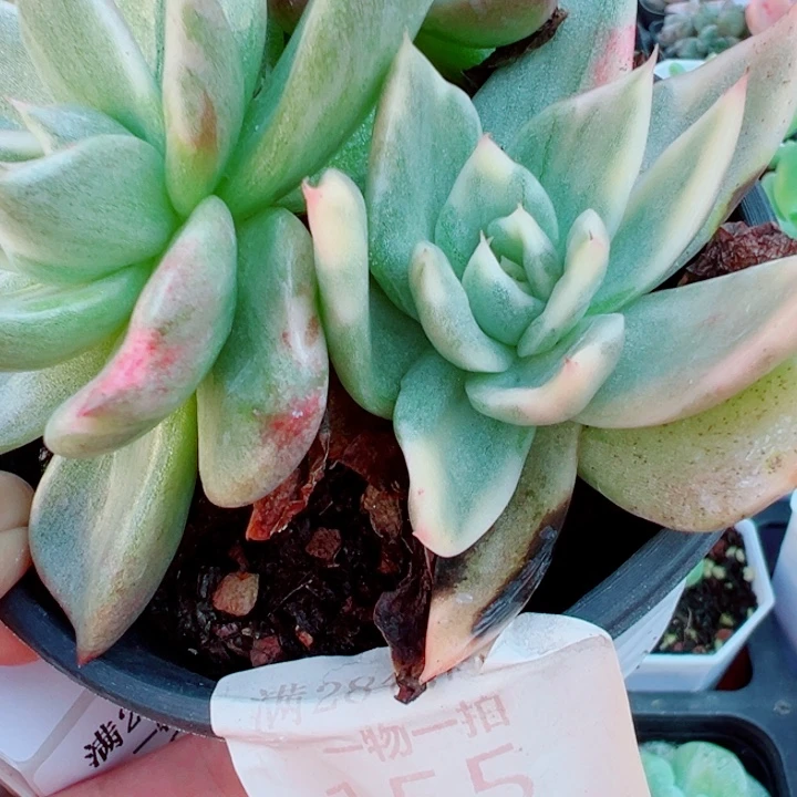 伊丽莎白锦多肉植物155