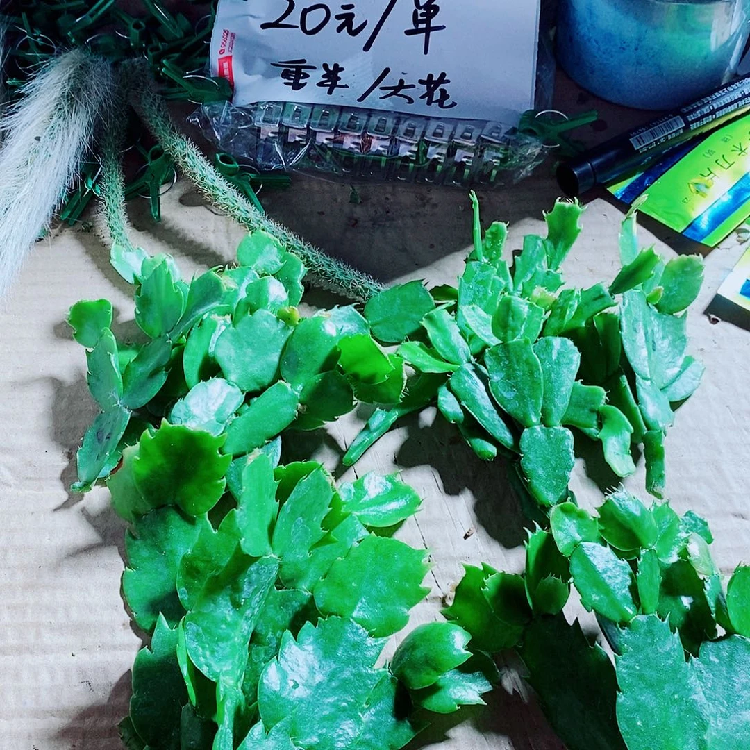 唐***正无花朵叶片福利一物一拍