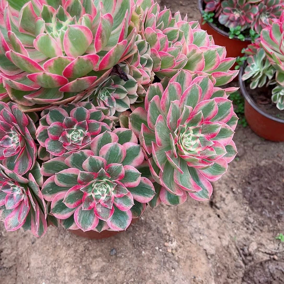 无花朵多肉植物907