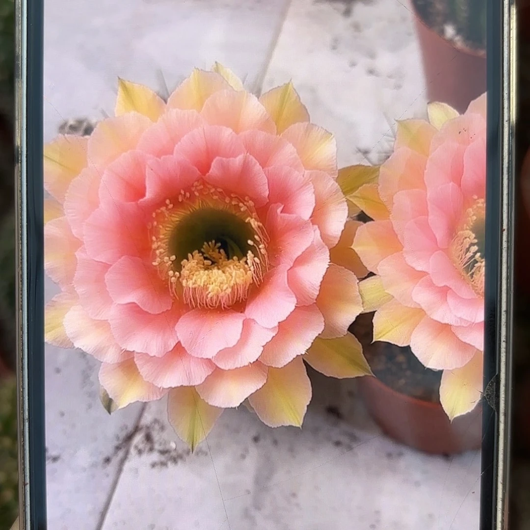 彩草美人鱼8公分带根