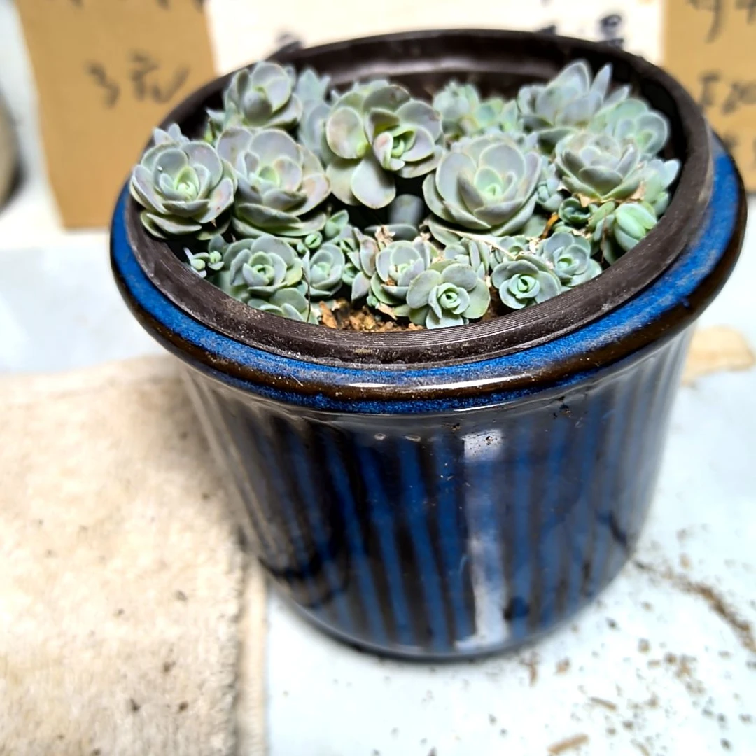 满6元包邮，#大盆子持莲华爆头