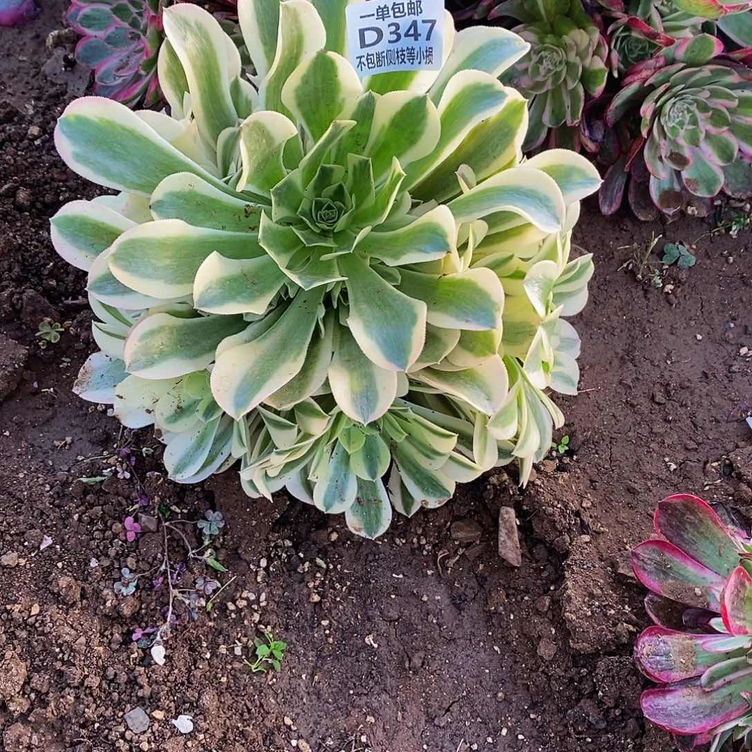 347绿豆沙多肉法师锦