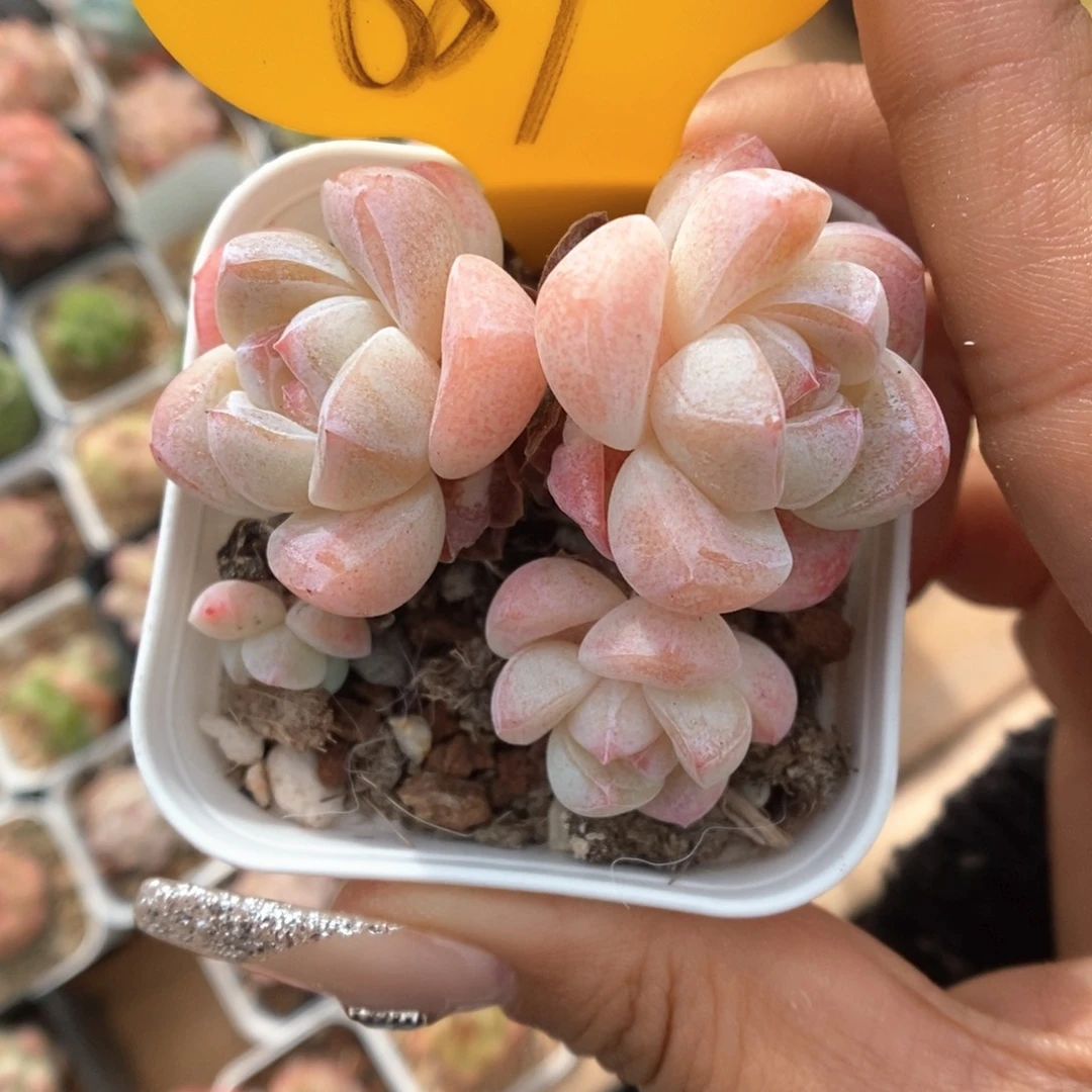 周***函冰玉朵朵689号。