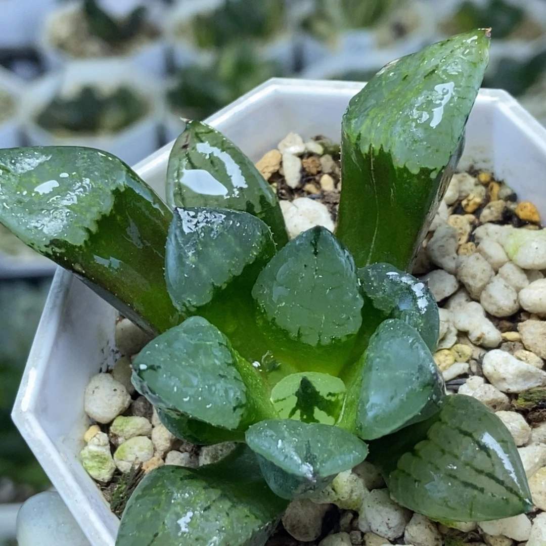 裹实生底座苗带底座一物一拍