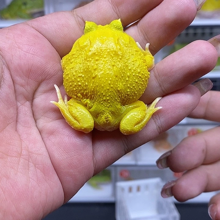 角蛙恭喜发财大吉大利