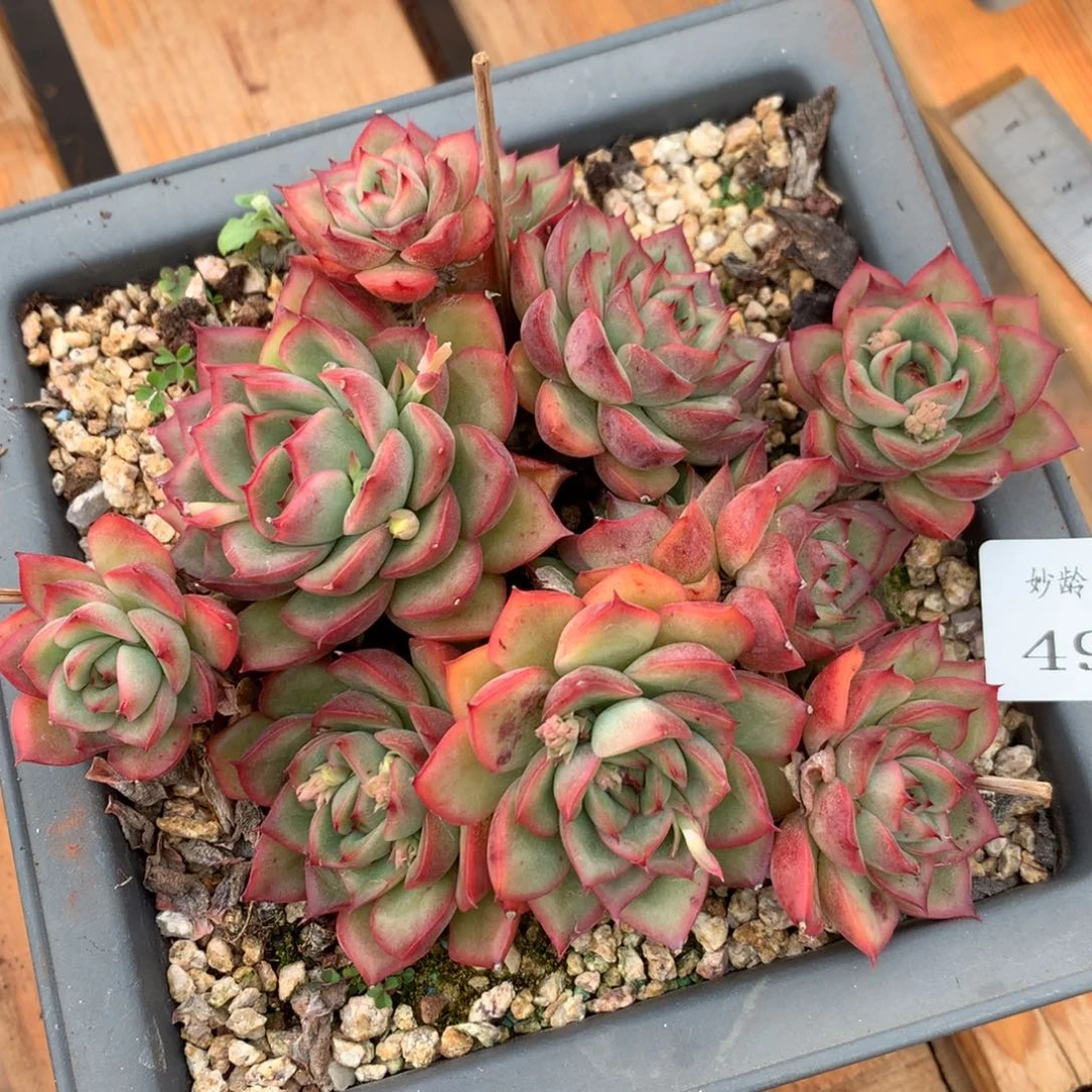 499杂交多肉老桩13冠