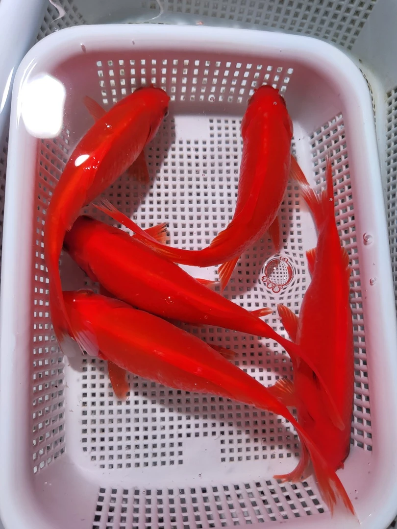 【 红草】13-15cm 观赏鱼冷水鱼活体皮实耐活萌宠好物