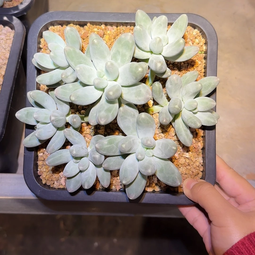 乌拉奶整无砍群生多肉