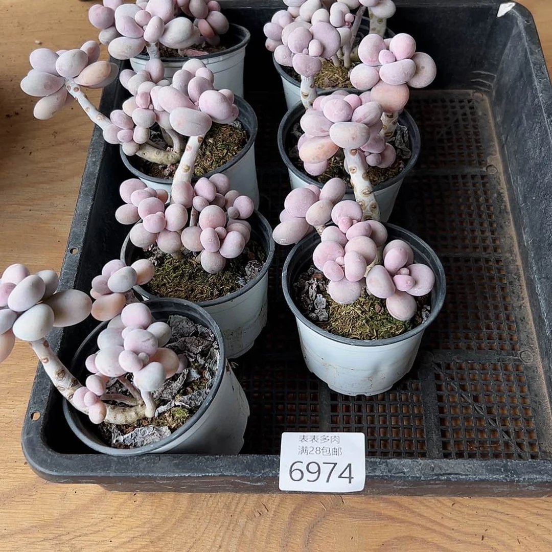 9号*️****，我在外面吃饭6974