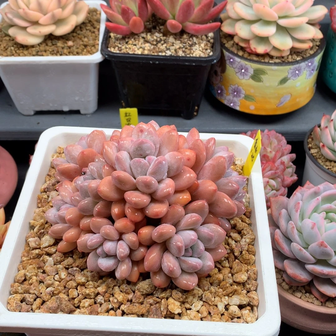 我们家的小仙女们