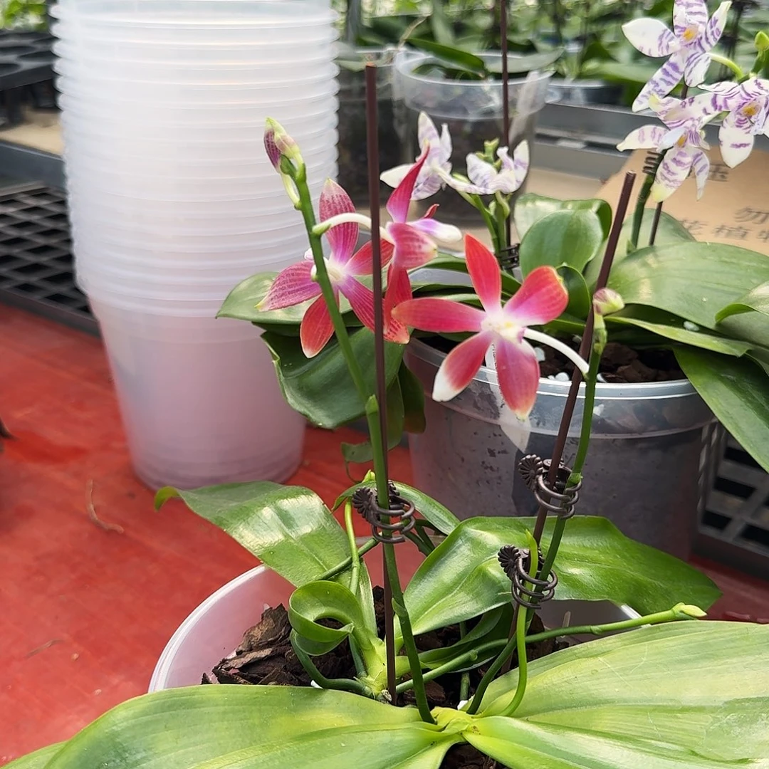 大部分花苞少量开放盾花红白跳5.5寸 大漏福利