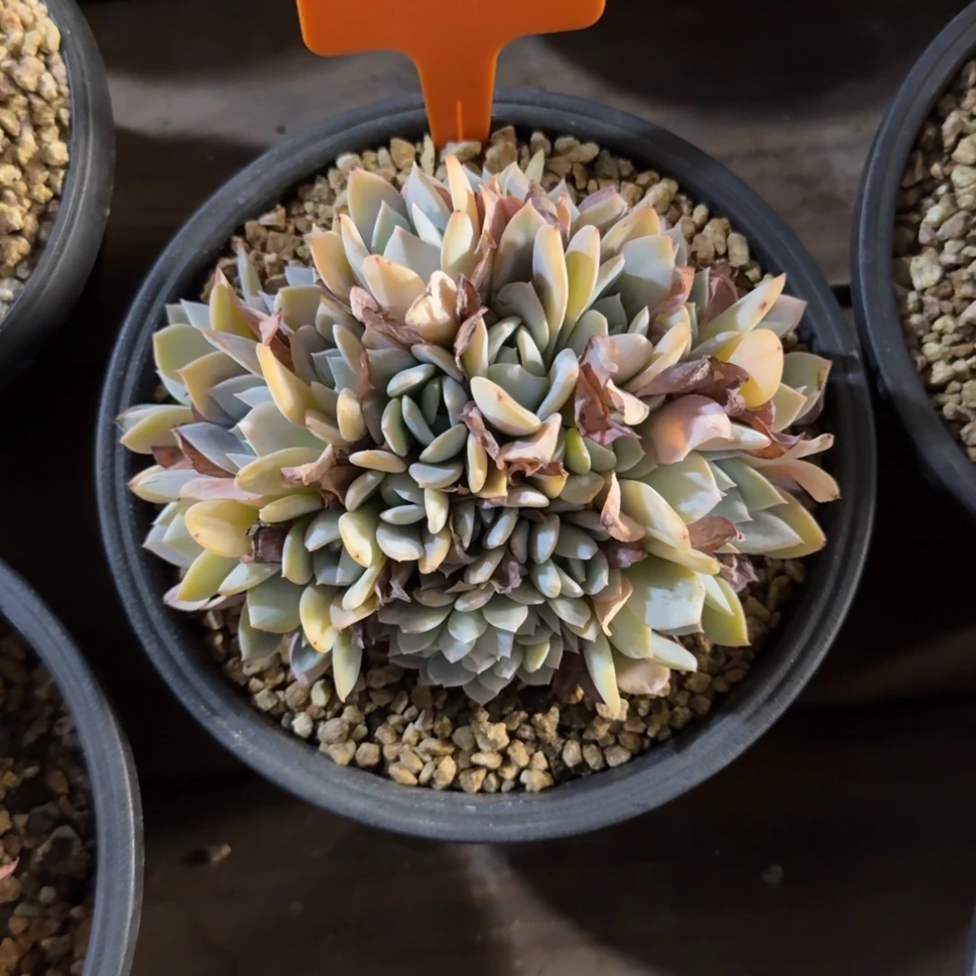 白茶群生代小缀头1111111111