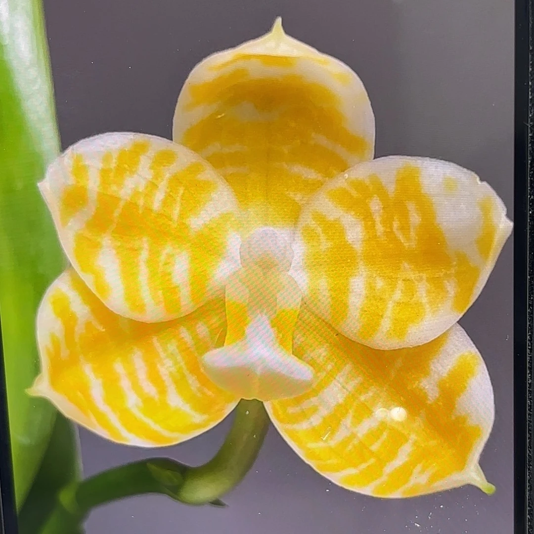 当前无花栽培后可以开花黄金斑马2代