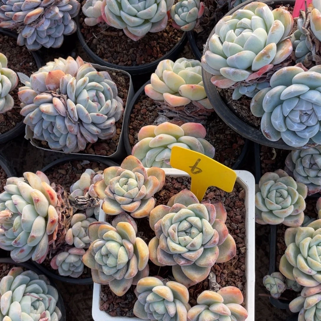 G***磊冰群群冰玉群群6号