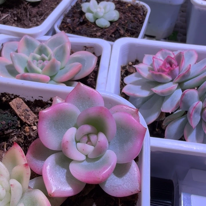 精品多肉植物一物一拍