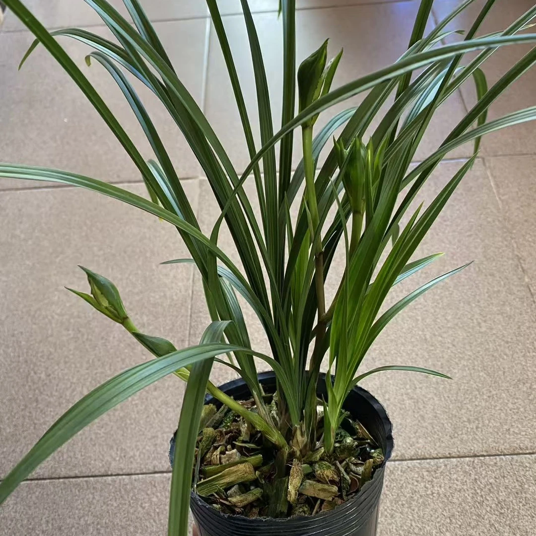春剑 大唐盛世兰花奇花带花包花剑少量已开原盆发货浓香型