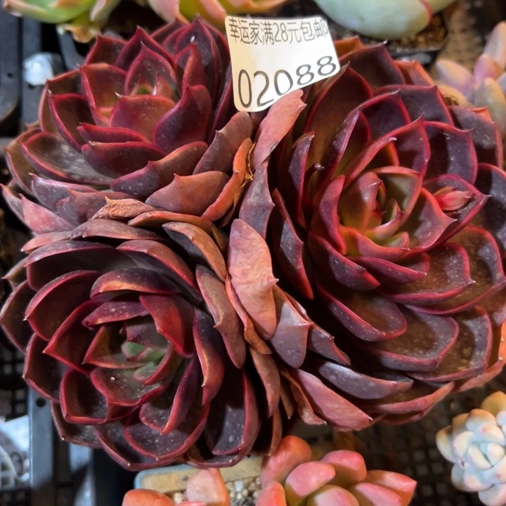 幸运的人会遇到你喜欢幸运